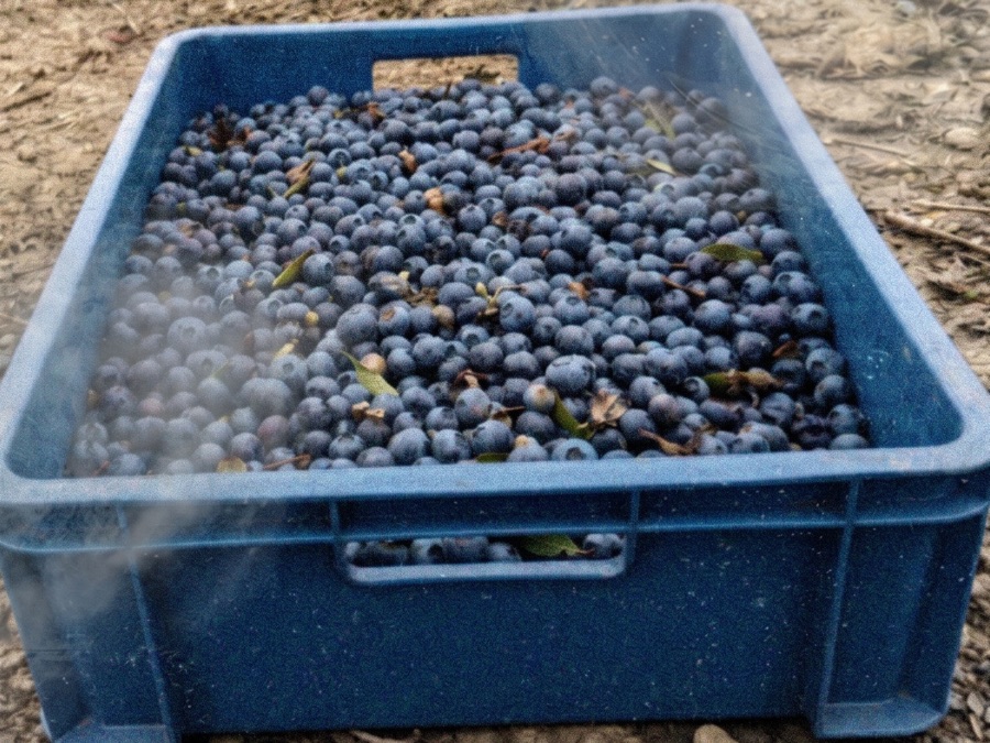 A crate of harvested Biloxi blueberries, basket CAN-009