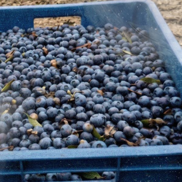 Harvested blueberries in the transport crate of basket CAN-009